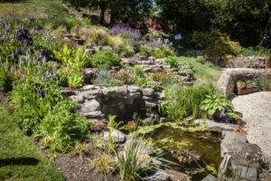 Planting Pond Plants that create a suitable habitat for different species