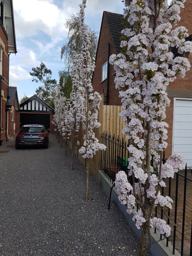 prunus-in-flower-1