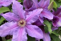 Clematis