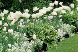 White planted border