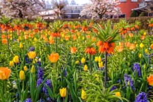 Colour Theory in Garden Design in practice