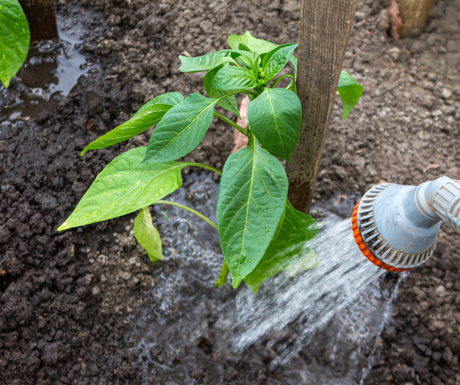 Watering Deeply 1