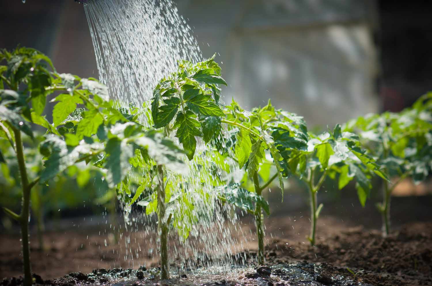 The Art of watering in Cheltenham and the Cotswolds - Keltie and Clark