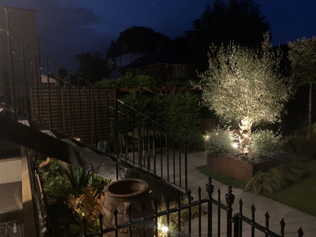 outdoor lighting ideas showing uplighter on an olive tree