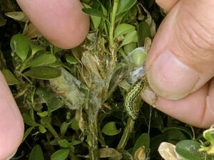 Box tree caterpillar webbing