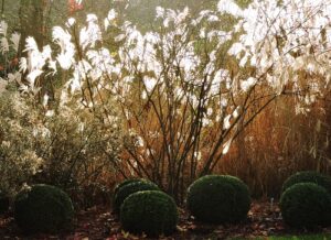 hillier winter gardens