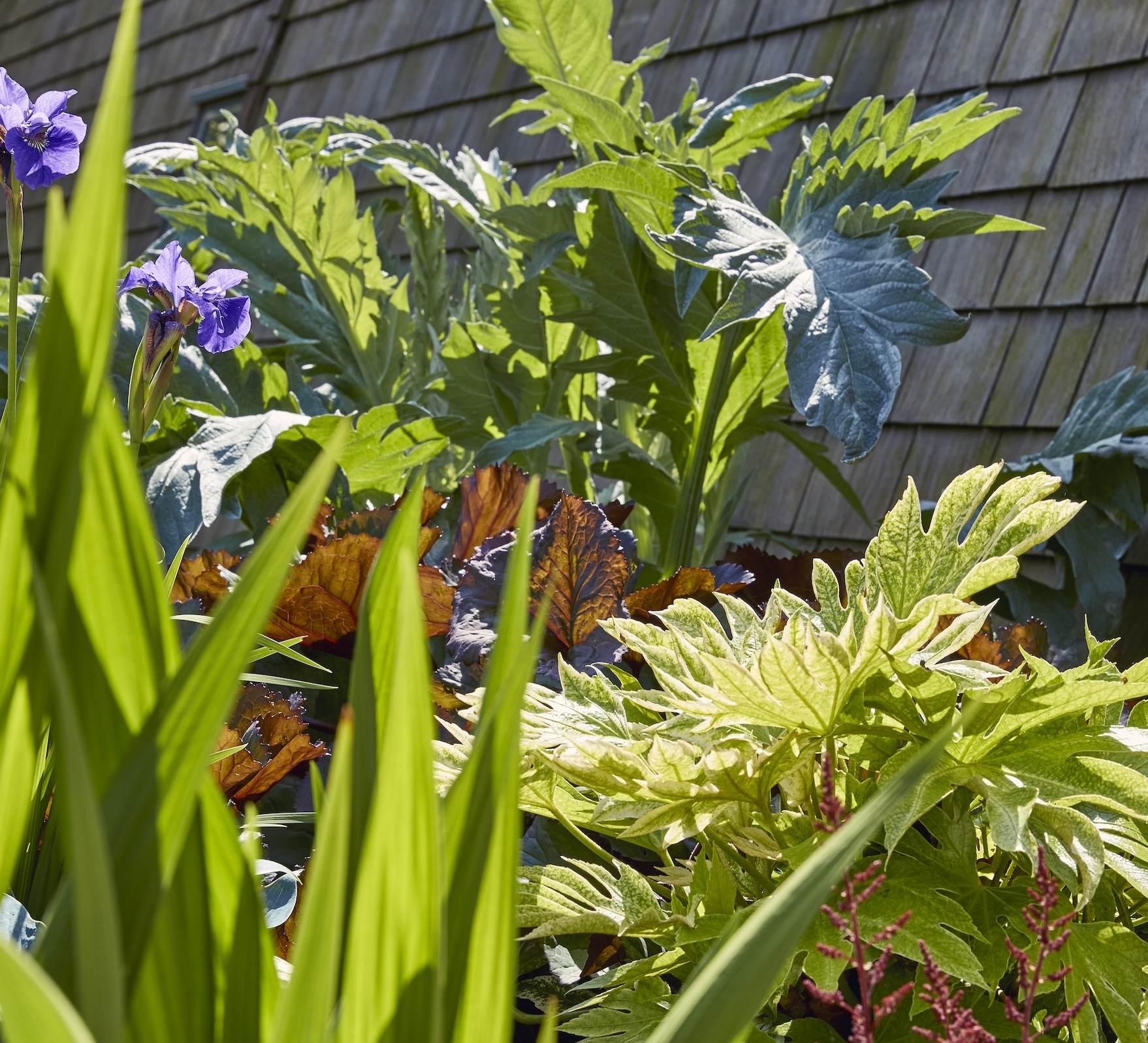 Architectural plants