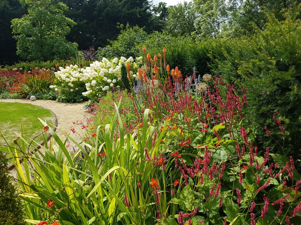 Crocosmia hot border