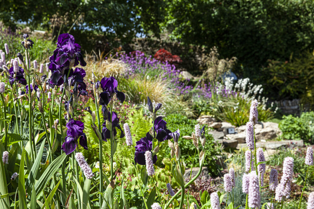 Iris-plants-1024x683