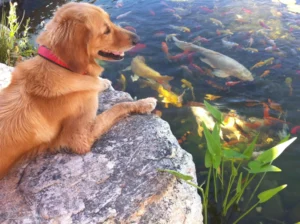 Golden pond