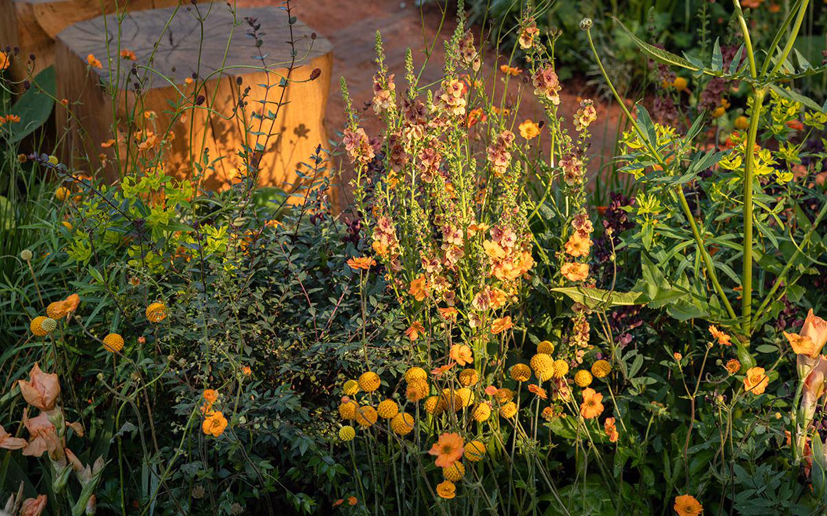 JayneLloyd TheEnglishGarden RHSChelseaFlowerShow2024 The Octavia Hill Garden 0595