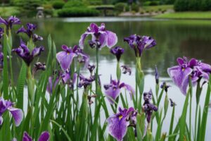 purple iris